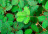 Hojas de Mimosa pudica
