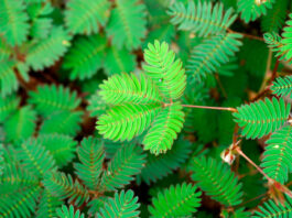Hojas de Mimosa pudica