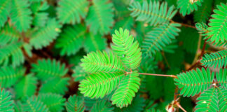 Hojas de Mimosa pudica