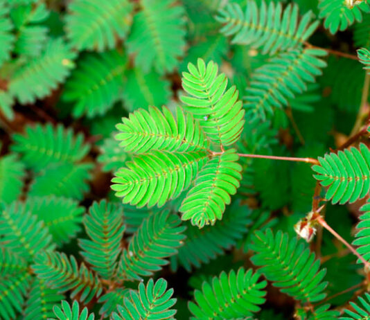 Hojas de Mimosa pudica