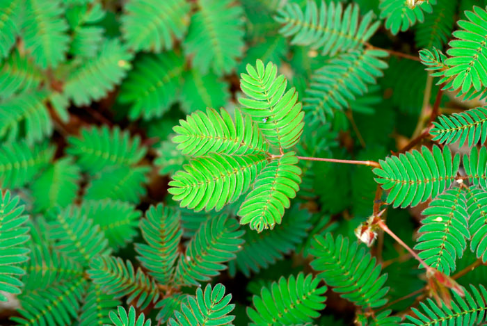 Mimosa pudica