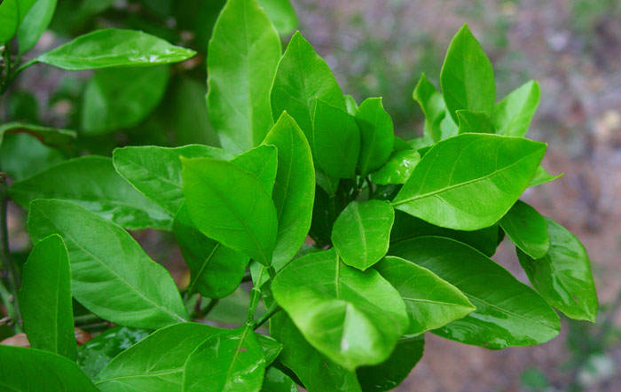 Hojas sanas de naranjo