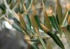 Hojas de olivo afectadas por la Xylella fastidiosa