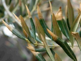 Hojas de olivo afectadas por la Xylella fastidiosa