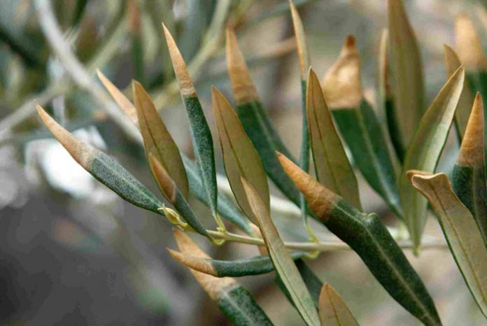 Hojas de olivo afectadas por la Xylella fastidiosa