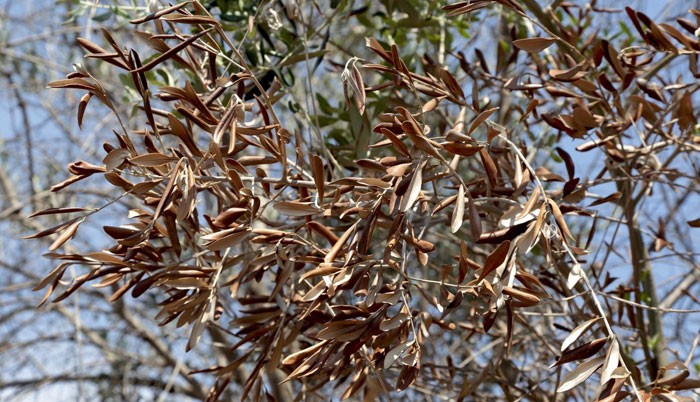 Hojas de olivos afectadas por la xylella fastidiosa