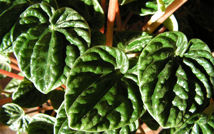 Hojas de Peperomia caperata