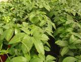 Hojas de schefflera actinophylla