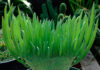 Hojas de Senecio vitalis