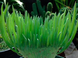 Hojas de Senecio vitalis