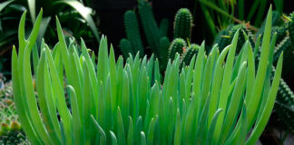 Hojas de Senecio vitalis