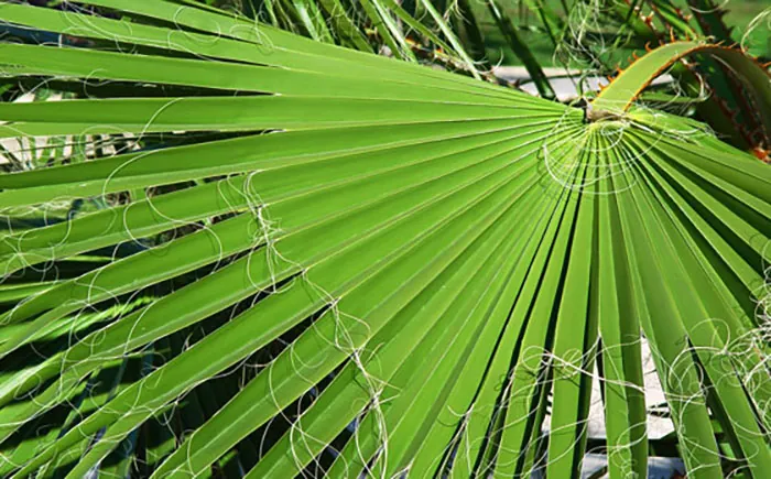 Hojas de Washingtonia robusta