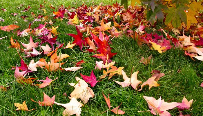 Por qué las hojas cambian de color en otoño