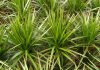 Dracena marginata