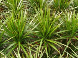 Dracena marginata