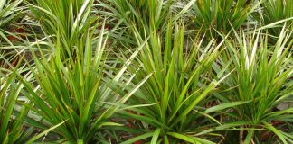 Dracena marginata