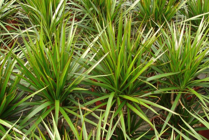 Dracena marginata