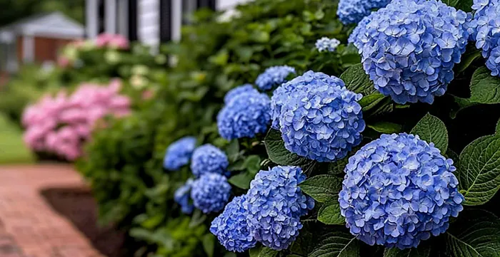 Hortensia de flores azules en el jardín