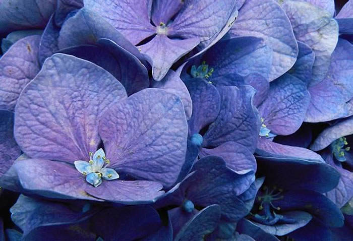 hortensias azules