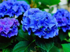 Azuladores de hortensias Hortensias de flores azules