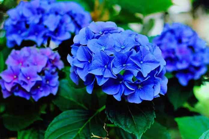 Hortensias de flores azules