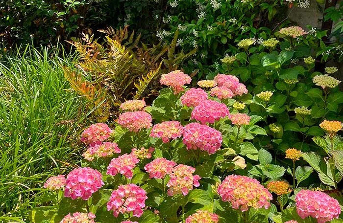 Hortensias de flores rosas en floración Hortensias de flores rosas en floración