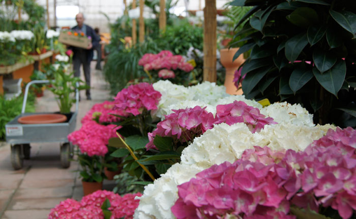 Hortensias en flor