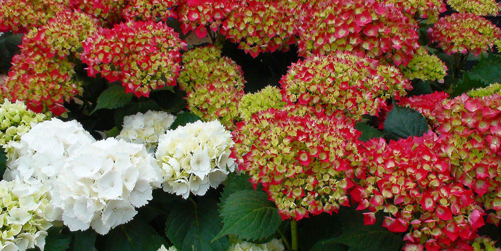 Hortensias