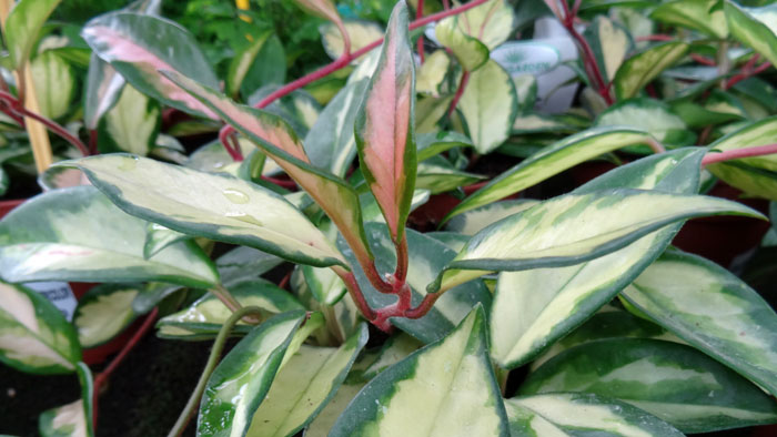 Hoya carnosa tricolor