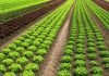 Huella isotópica en fertilizantes nitrogenados ecológicos