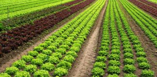 Huella isotópica en fertilizantes nitrogenados ecológicos