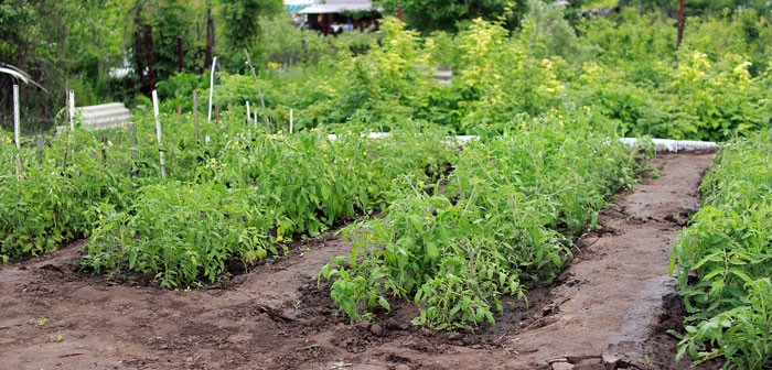 Huerto de tomates