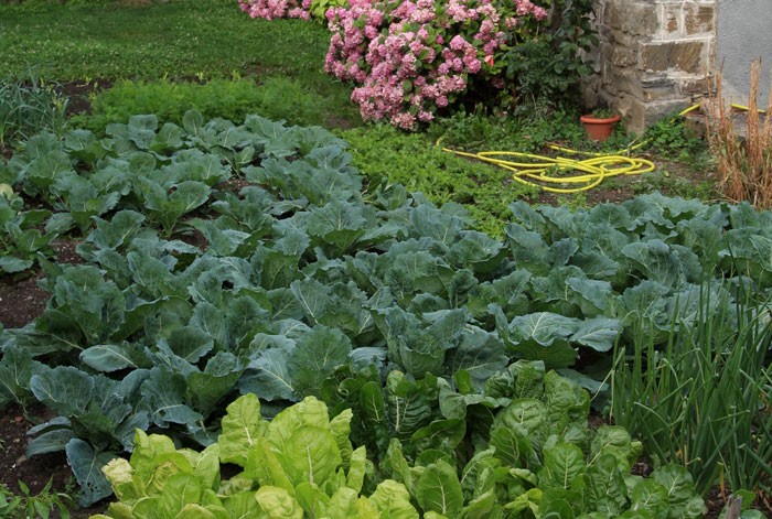 Huerto urbano en jardín