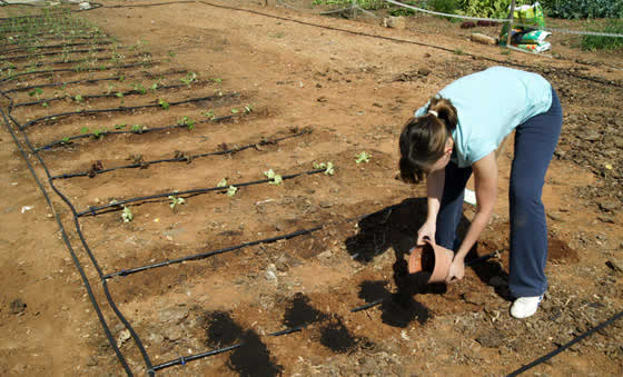 Paula en su huerto urbano