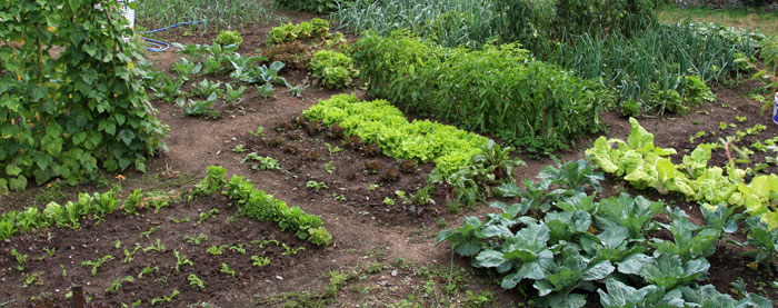 Huerto urbano en el jardín