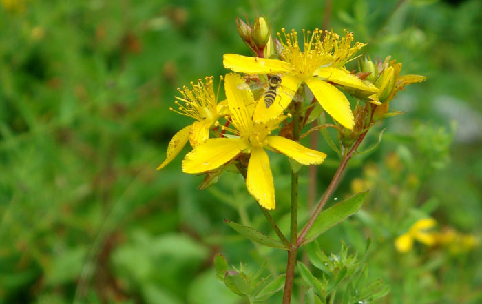 Hypericum perforatum