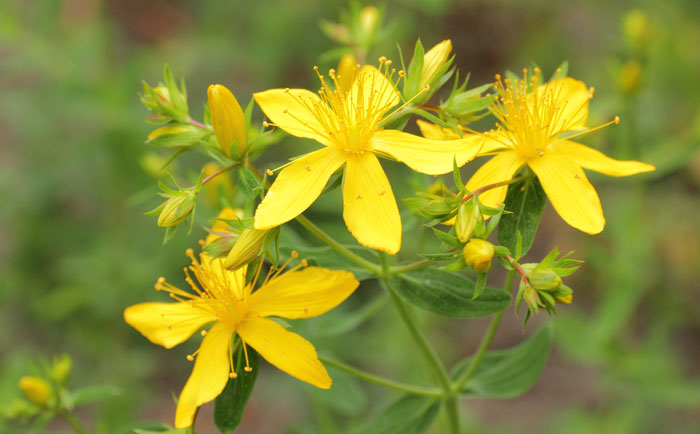 Hypericum perforatum