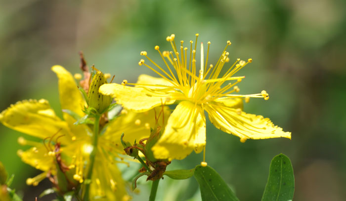 Hypericum perforatum