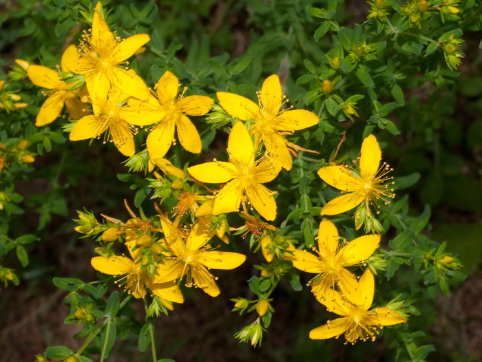 Hypericum perforatum