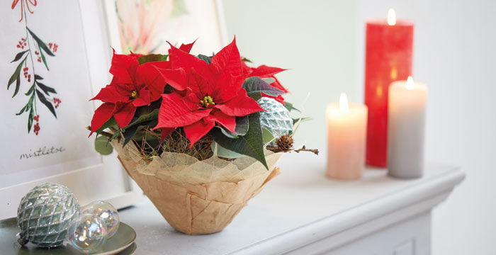 Poinsettias en un recipiente con filtros de café