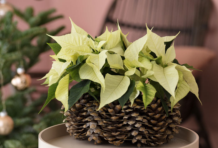 Ideas para decorar con poinsettias