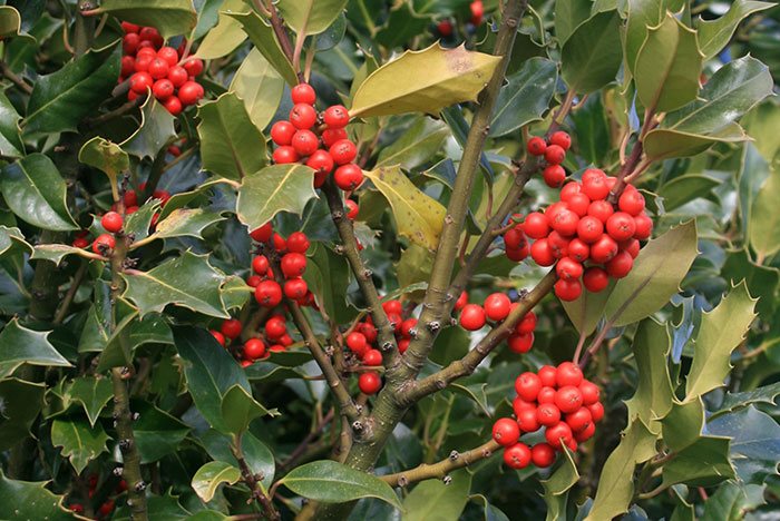 ilex aquifolium