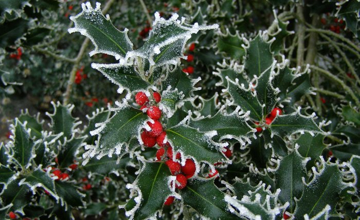 ilex aquifolium