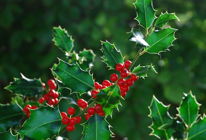 Ilex aquifolium