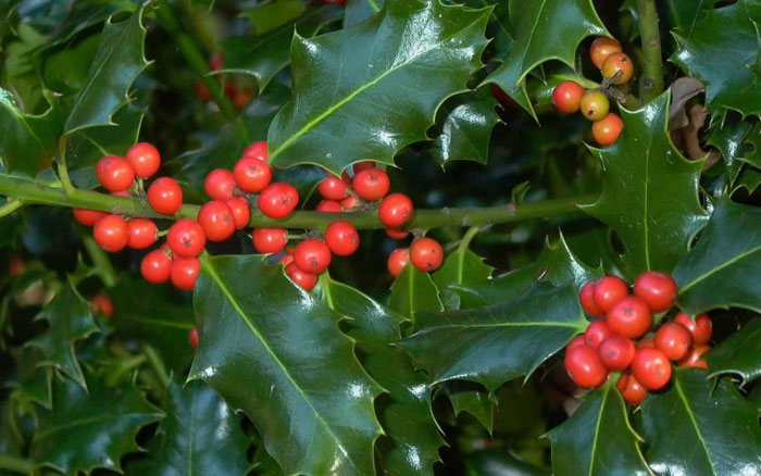 Ilex aquifolium