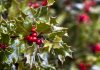 ilex aquifolium