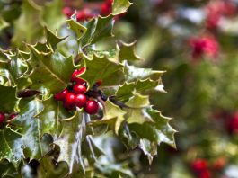 ilex aquifolium