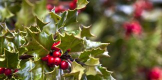 ilex aquifolium