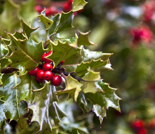 ilex aquifolium