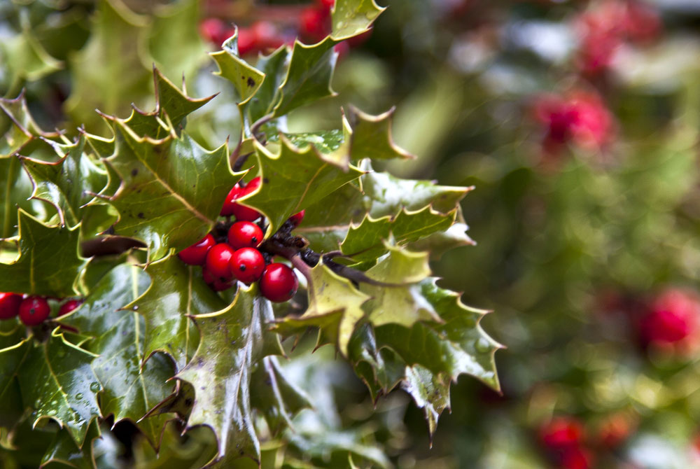 ilex aquifolium